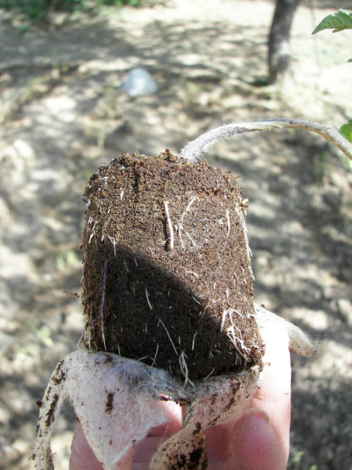 Tomato Peat Pot with sides exposed